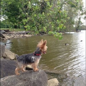 Meet your Posher, Yesenia